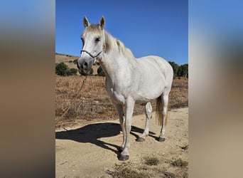 Andalusiër, Merrie, 13 Jaar, 159 cm, Appelschimmel