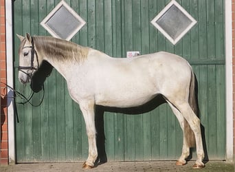 Andalusiër, Merrie, 13 Jaar, 160 cm, Schimmel