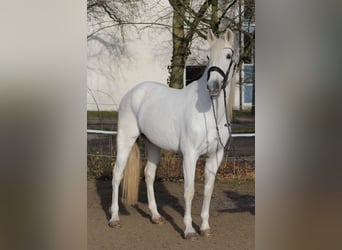 Andalusiër Mix, Merrie, 13 Jaar, 162 cm, Schimmel