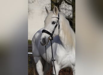 Andalusiër Mix, Merrie, 13 Jaar, 162 cm, Schimmel