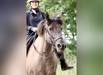 Andalusiër Mix, Merrie, 14 Jaar, 153 cm, Grullo