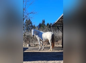 Andalusiër, Merrie, 14 Jaar, 163 cm