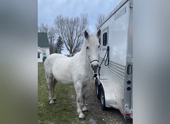 Andalusiër Mix, Merrie, 14 Jaar, 163 cm, Schimmel
