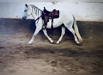 Andalusiër Mix, Merrie, 14 Jaar, 163 cm, Schimmel