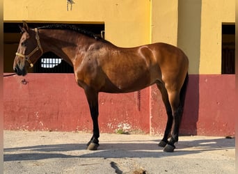 Andalusiër, Merrie, 14 Jaar, 164 cm, Bruin