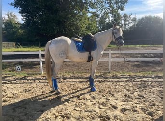 Andalusiër Mix, Merrie, 15 Jaar, 157 cm, Schimmel