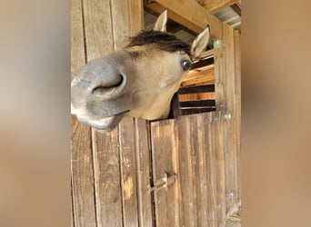 Andalusiër Mix, Merrie, 15 Jaar, 164 cm, Falbe