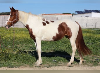 Andalusiër, Merrie, 16 Jaar, 156 cm, Gevlekt-paard