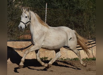 Andalusiër, Merrie, 16 Jaar, 163 cm, Schimmel