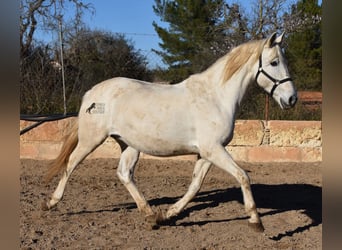 Andalusiër, Merrie, 16 Jaar, 163 cm, Schimmel