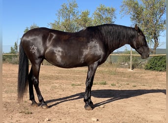 Andalusiër, Merrie, 17 Jaar, 168 cm, Zwart