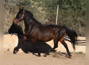 Andalusiër, Merrie, 18 Jaar, 156 cm, Brauner