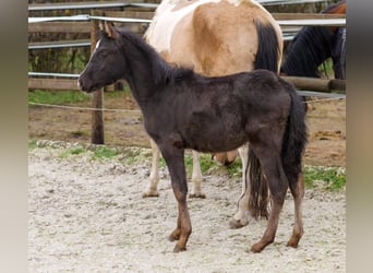 Andalusiër, Merrie, 1 Jaar, 115 cm, Falbe