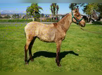 Andalusiër, Merrie, 1 Jaar, 142 cm, Buckskin