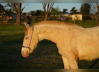 Andalusiër, Merrie, 1 Jaar, 142 cm, Perlino