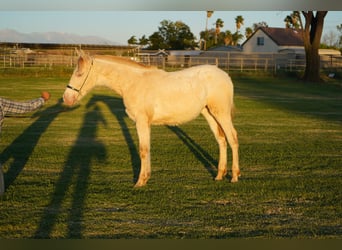Andalusiër, Merrie, 1 Jaar, 142 cm, Perlino
