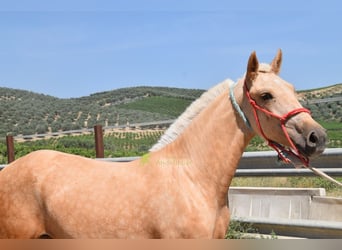 Andalusiër, Merrie, 1 Jaar, 147 cm, Palomino