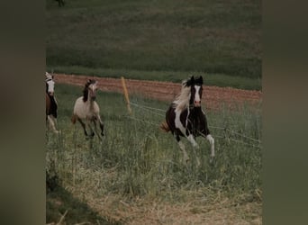 Andalusiër Mix, Merrie, 1 Jaar, 150 cm, Brown Falb schimmel