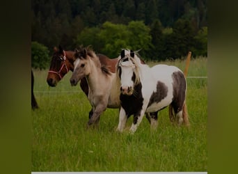 Andalusiër Mix, Merrie, 1 Jaar, 150 cm, Brown Falb schimmel