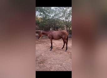 Andalusiër, Merrie, 1 Jaar, 150 cm, Bruin