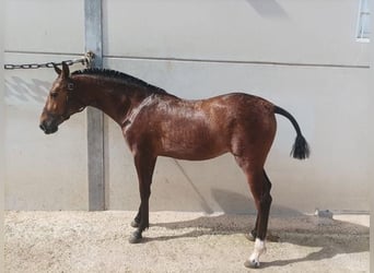 Andalusiër, Merrie, 1 Jaar, 150 cm, Roodbruin