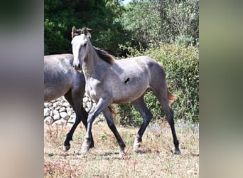 Andalusiër, Merrie, 1 Jaar, 155 cm, Schimmel