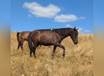 Andalusiër, Merrie, 1 Jaar, 155 cm, Zwart