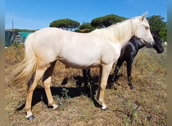 Andalusiër, Merrie, 1 Jaar, 156 cm, Palomino