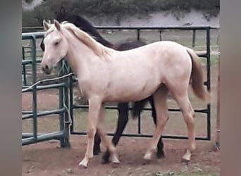 Andalusiër, Merrie, 1 Jaar, 156 cm, Palomino