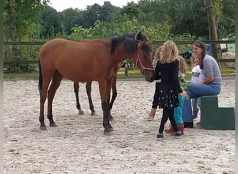 Andalusiër Mix, Merrie, 1 Jaar, 160 cm, Lichtbruin