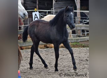 Andalusiër, Merrie, 1 Jaar, 160 cm, Zwartschimmel