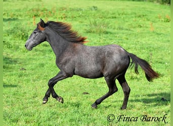 Andalusiër, Merrie, 1 Jaar, 160 cm, Zwartschimmel