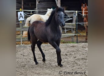 Andalusiër, Merrie, 1 Jaar, 160 cm, Zwartschimmel