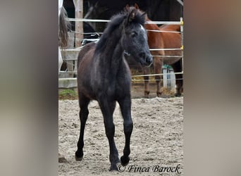 Andalusiër, Merrie, 1 Jaar, 160 cm, Zwartschimmel