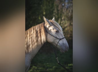 Andalusiër, Merrie, 1 Jaar, 162 cm, Pearl