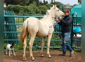 Andalusiër, Merrie, 1 Jaar, 163 cm, Palomino