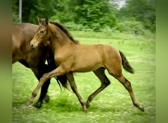 Andalusiër, Merrie, 1 Jaar, 163 cm, Roodbruin