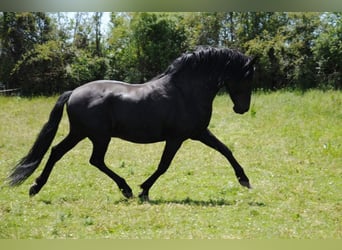 Andalusiër, Merrie, 1 Jaar, 163 cm, Zwart