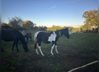Andalusiër, Merrie, 1 Jaar, 165 cm, Gevlekt-paard