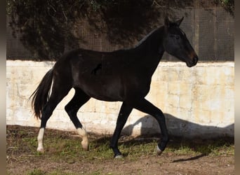 Andalusiër, Merrie, 1 Jaar, 165 cm, Schimmel