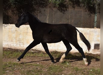 Andalusiër, Merrie, 1 Jaar, 165 cm, Schimmel