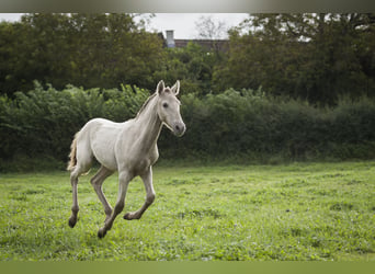 Andalusiër, Merrie, 1 Jaar