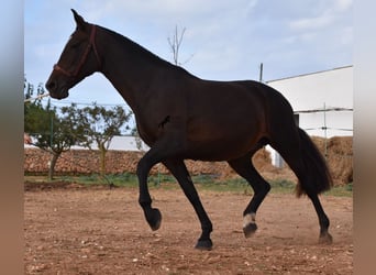 Andalusiër, Merrie, 20 Jaar, 158 cm, Bruin