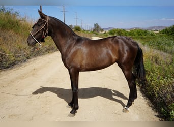 Andalusiër, Merrie, 2 Jaar, 142 cm, Roodbruin