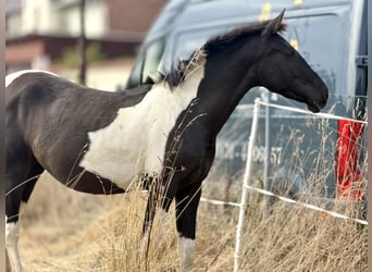 Andalusiër, Merrie, 2 Jaar, 148 cm, Tobiano-alle-kleuren
