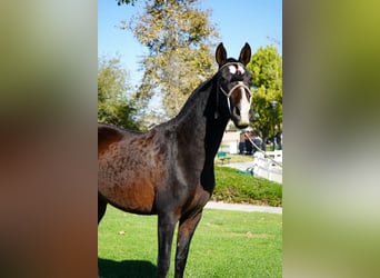 Andalusiër, Merrie, 2 Jaar, 152 cm, Zwart