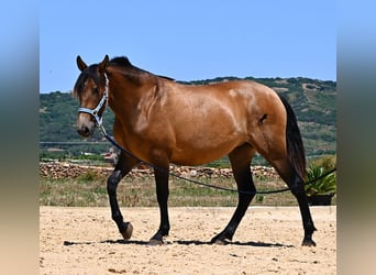 Andalusiër, Merrie, 2 Jaar, 153 cm, Falbe
