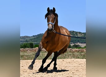 Andalusiër, Merrie, 2 Jaar, 153 cm, Falbe