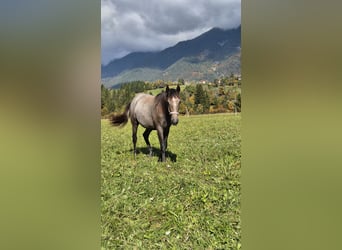 Andalusiër, Merrie, 2 Jaar, 155 cm, Bruin