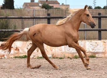 Andalusiër, Merrie, 2 Jaar, 156 cm, Palomino